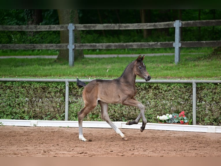 Caballo de deporte alemán Semental Potro (05/2024) Castaño oscuro in Magdeburg