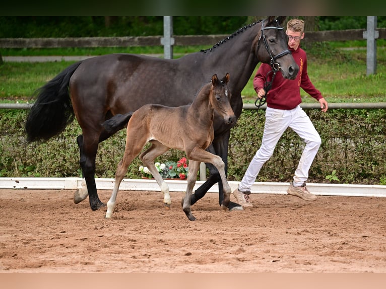 Caballo de deporte alemán Semental Potro (05/2024) Castaño oscuro in Magdeburg