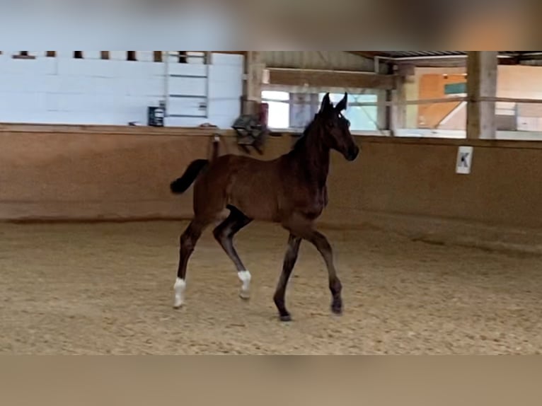 Caballo de deporte alemán Semental Potro (05/2024) Castaño oscuro in Dettighofen