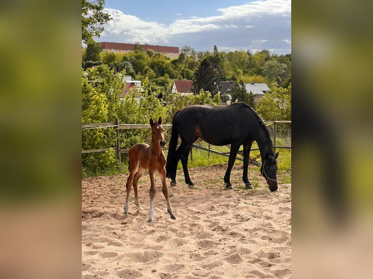 Caballo de deporte alemán Semental  Castaño oscuro in DrohndorfArnstein