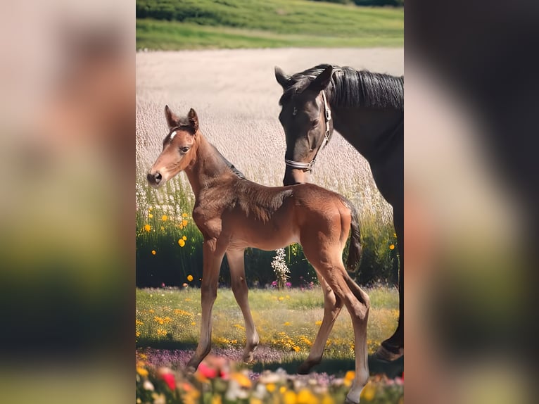 Caballo de deporte alemán Semental  Castaño oscuro in DrohndorfArnstein