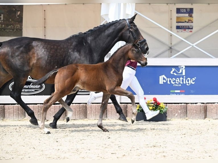 Caballo de deporte alemán Semental Potro (04/2025) Castaño oscuro in Fronhofen