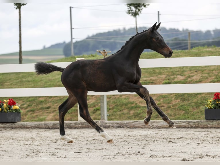 Caballo de deporte alemán Semental Potro (03/2025) Castaño oscuro in Gomadingen