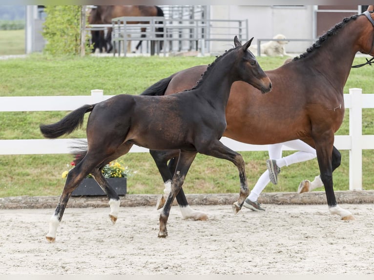 Caballo de deporte alemán Semental Potro (03/2025) Castaño oscuro in Gomadingen