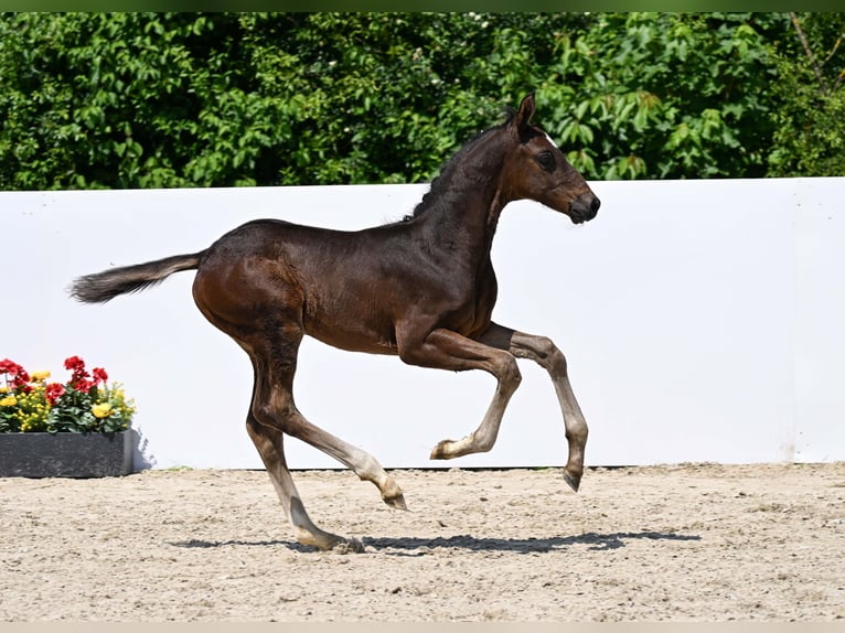 Caballo de deporte alemán Semental Potro (05/2025) Castaño oscuro in Gomadingen