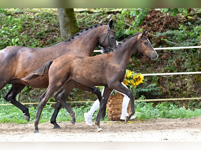 Caballo de deporte alemán Semental Potro (03/2024) Castaño oscuro in Niederstetten