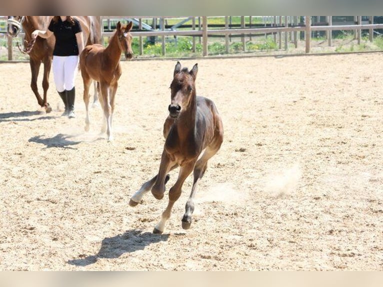 Caballo de deporte alemán Semental  Castaño oscuro in Weil
