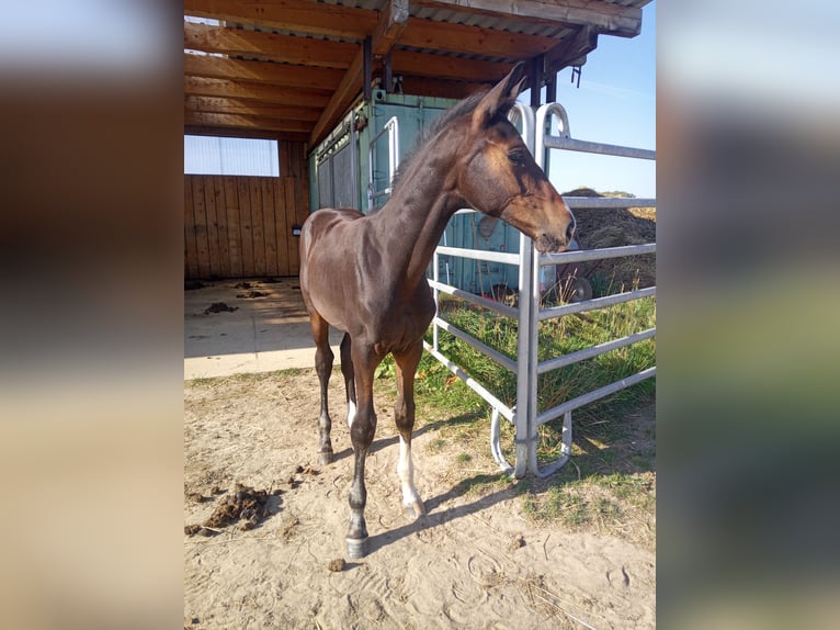 Caballo de deporte alemán Semental Potro (05/2024) Morcillo in Dürrröhrsdorf-Dittersbach