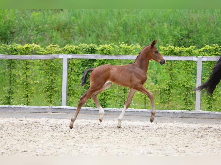 Caballo de deporte alemán Semental Potro (05/2024) Morcillo in Dürrröhrsdorf-Dittersbach