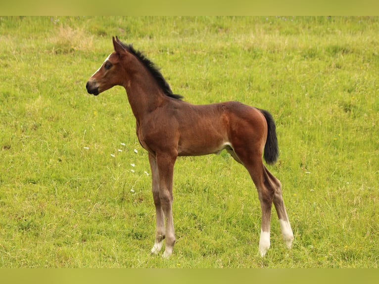 Caballo de deporte alemán Semental Potro (04/2026) Morcillo in Creußen
