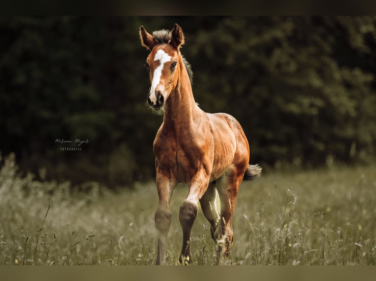 Caballo de deporte alemán Semental Potro (04/2026) Morcillo in Creußen