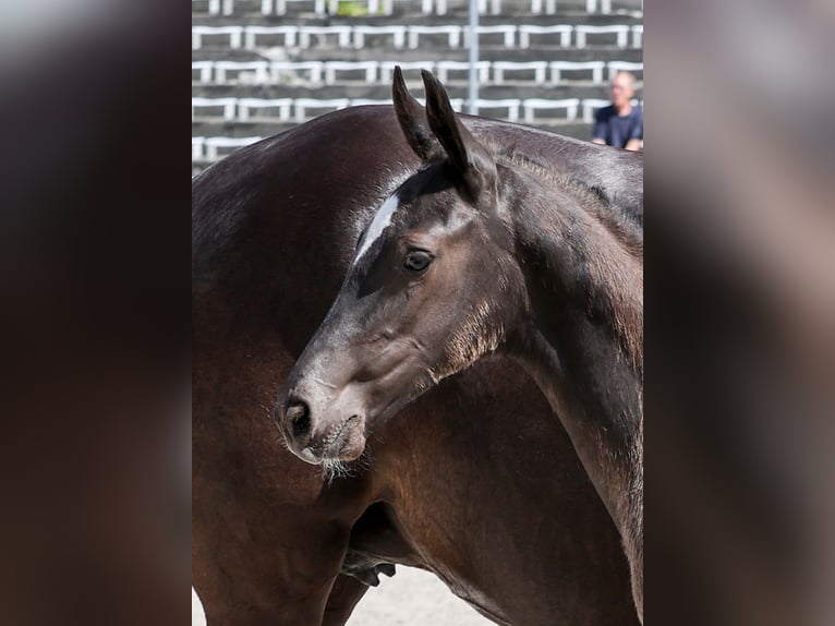 Caballo de deporte alemán Semental Potro (04/2025) Morcillo in Gomadingen