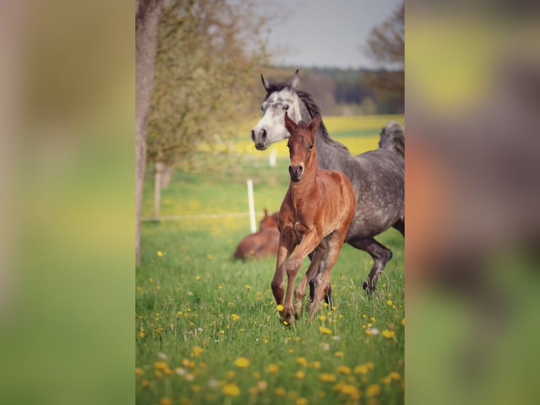 Caballo de deporte alemán Semental Potro (03/2024) Musgo in Erbach