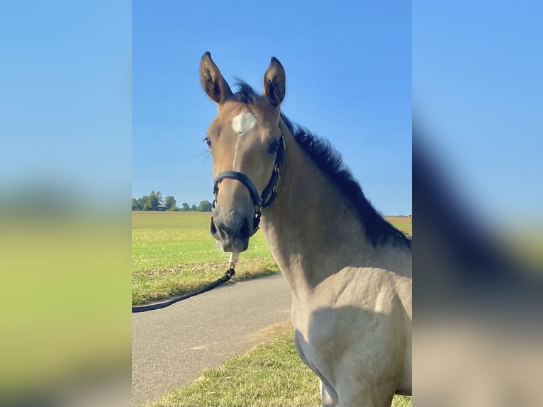 Caballo de deporte alemán Semental Potro (04/2026) Musgo in Börtlingen