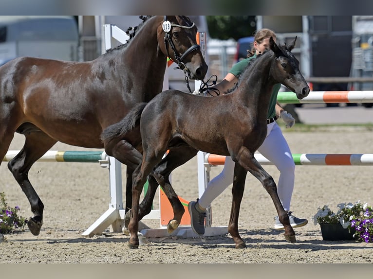 Caballo de deporte alemán Semental Potro (05/2025) Musgo in Homburg