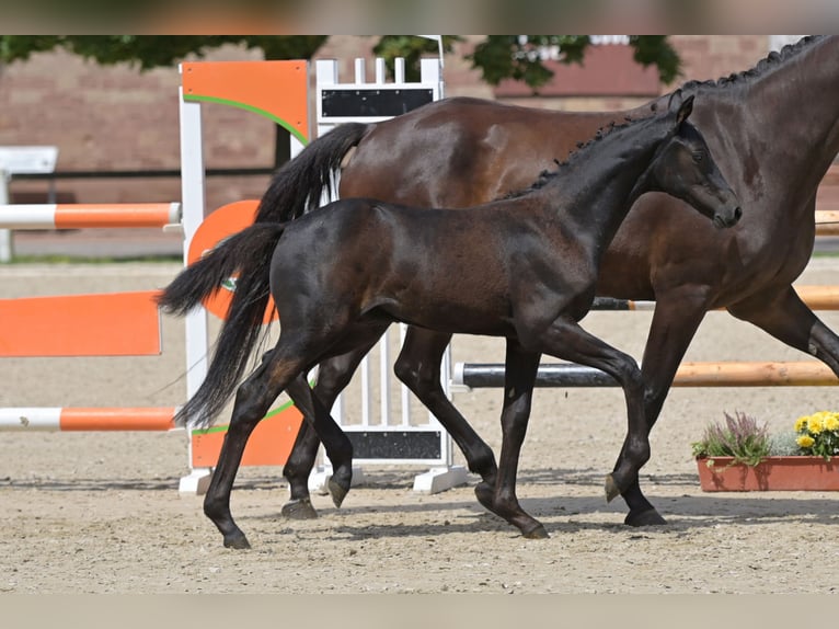 Caballo de deporte alemán Semental Potro (05/2025) Musgo in Homburg