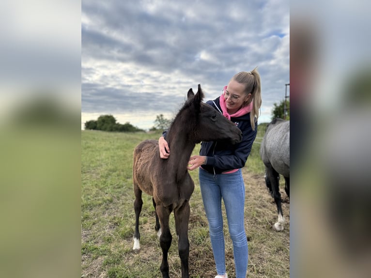 Caballo de deporte alemán Semental Potro (03/2026) Musgo in Uhlstädt-Kirchhasel