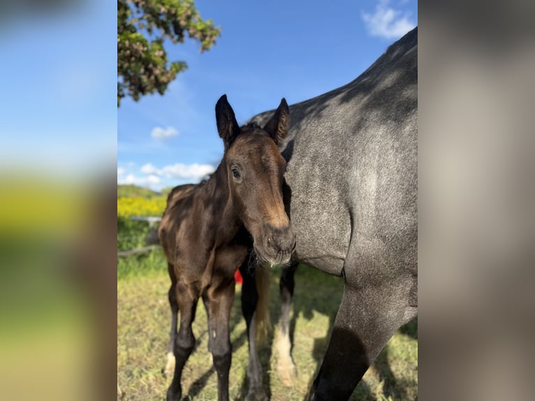 Caballo de deporte alemán Semental Potro (03/2026) Musgo in Uhlstädt-Kirchhasel