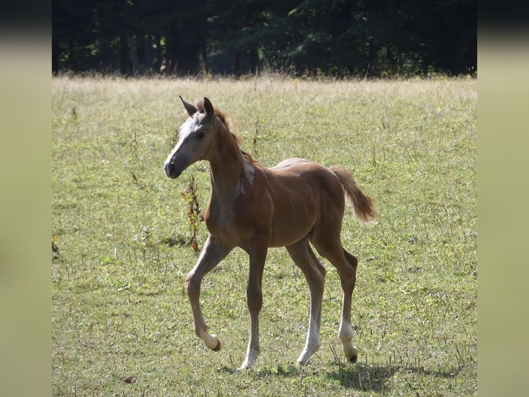 Caballo de deporte alemán Semental Potro (05/2026) Musgo in Lahr/Schwarzwald