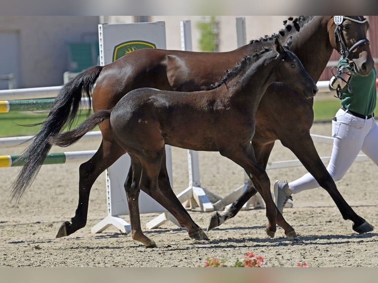 Caballo de deporte alemán Semental Potro (01/2025) Musgo in Homburg