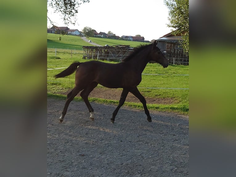 Caballo de deporte alemán Semental Potro (04/2024) Musgo in Laufen