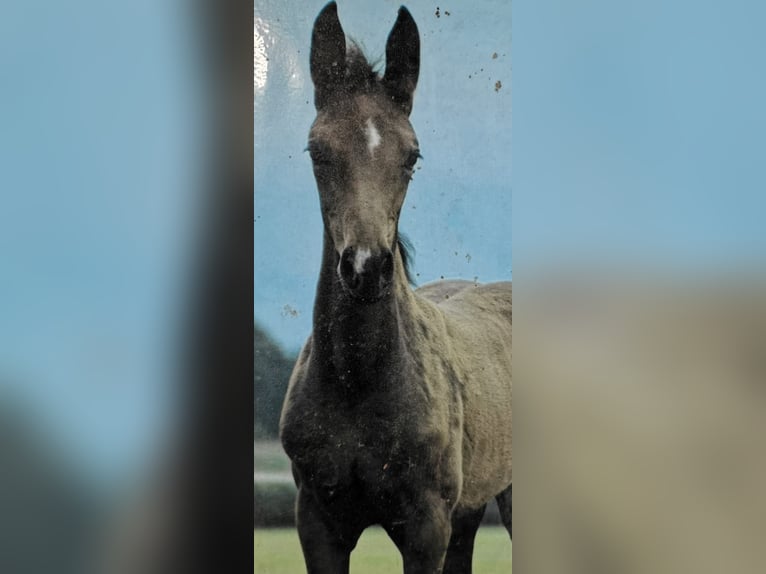 Caballo de deporte alemán Semental Potro (04/2024) Musgo in Laufen