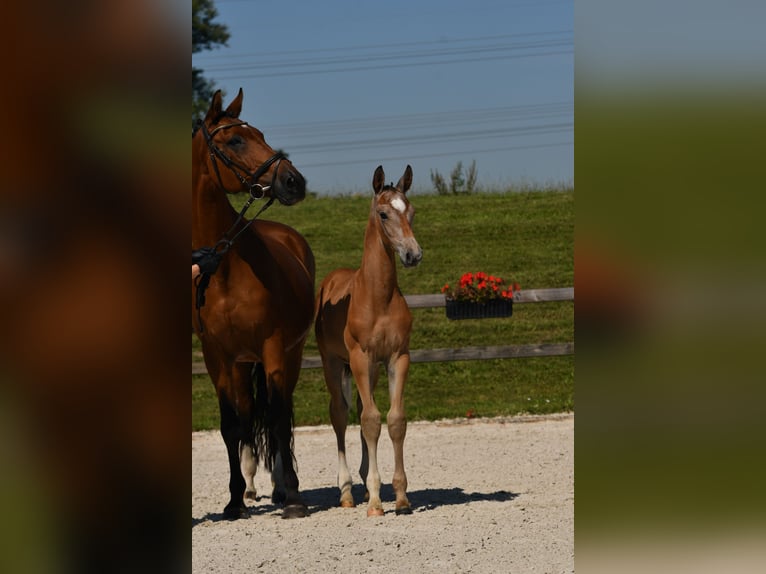 Caballo de deporte alemán Semental Potro (05/2025) Musgo in Tittmoning