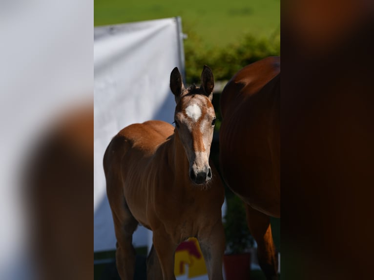 Caballo de deporte alemán Semental Potro (05/2025) Musgo in Tittmoning