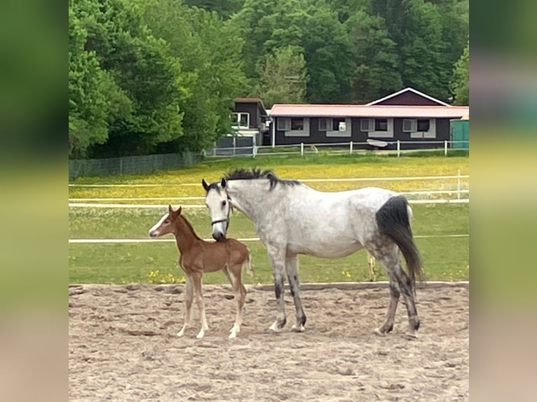 Caballo de deporte alemán Semental  Musgo in Bretten