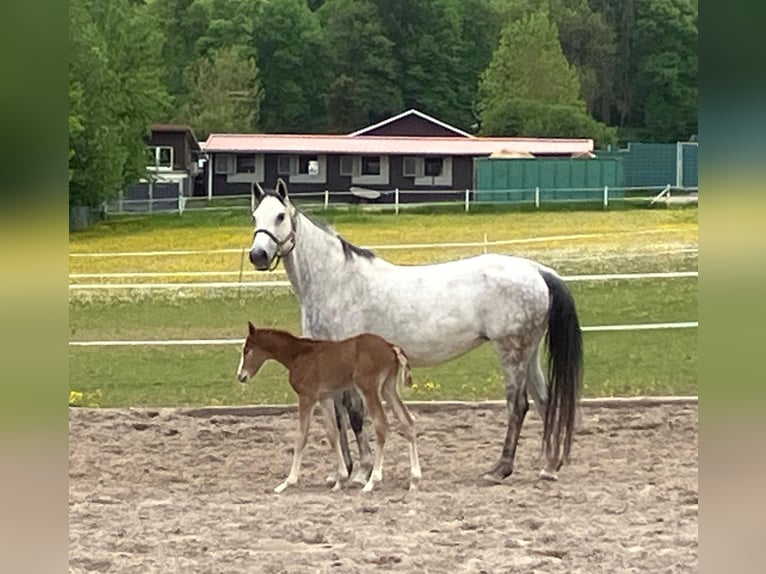 Caballo de deporte alemán Semental  Musgo in Bretten