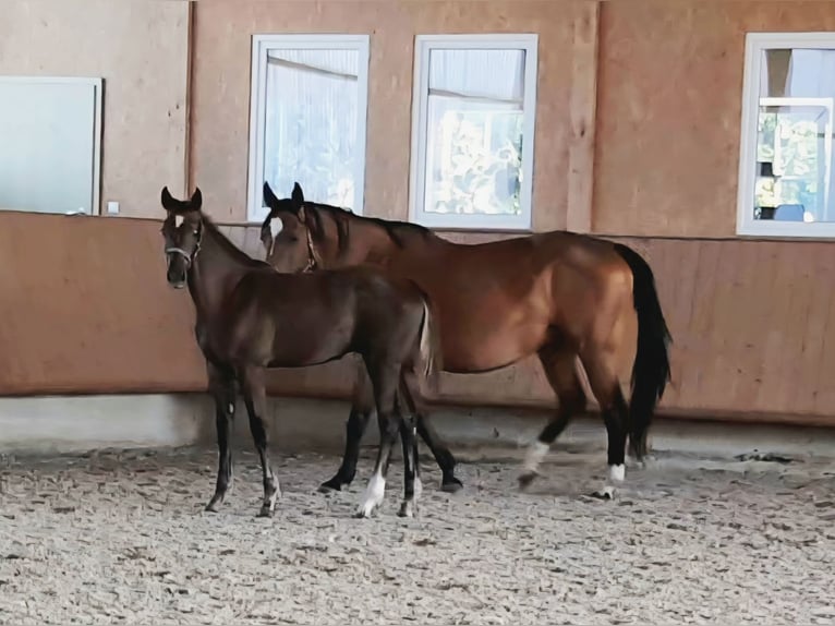 Caballo de deporte alemán Semental Potro (03/2025) Musgo in Sch&#xF6;mberg
