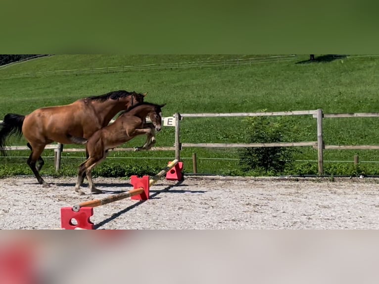 Caballo de deporte alemán Semental Potro (05/2024) Musgo marrón in Wangen im Allgäu