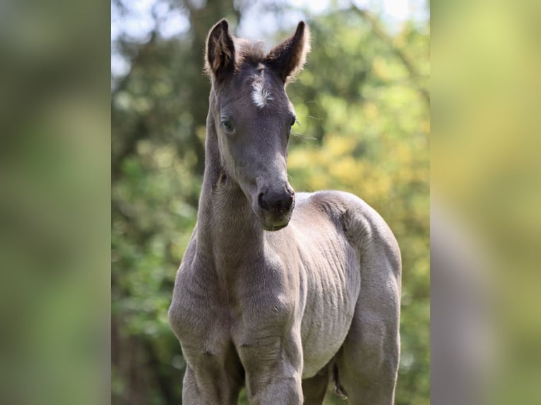Caballo de deporte alemán Semental Potro (04/2026) Negro in Börrstadt