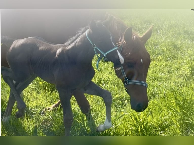 Caballo de deporte alemán Semental Potro (04/2025) Negro in Wipperf&#xFC;rth