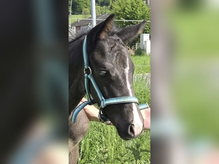 Caballo de deporte alemán Semental Potro (04/2025) Negro in Wipperf&#xFC;rth