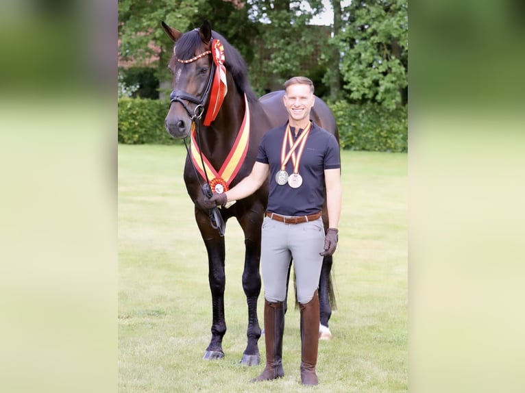 Caballo de deporte alemán Semental Potro (05/2026) Negro in Börrstadt