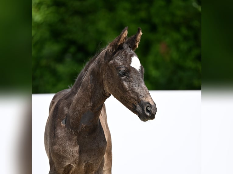 Caballo de deporte alemán Semental  Negro in R&#xF6;merstein