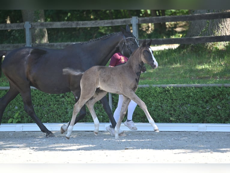Caballo de deporte alemán Semental  Negro in Tangerm&#xFC;nde