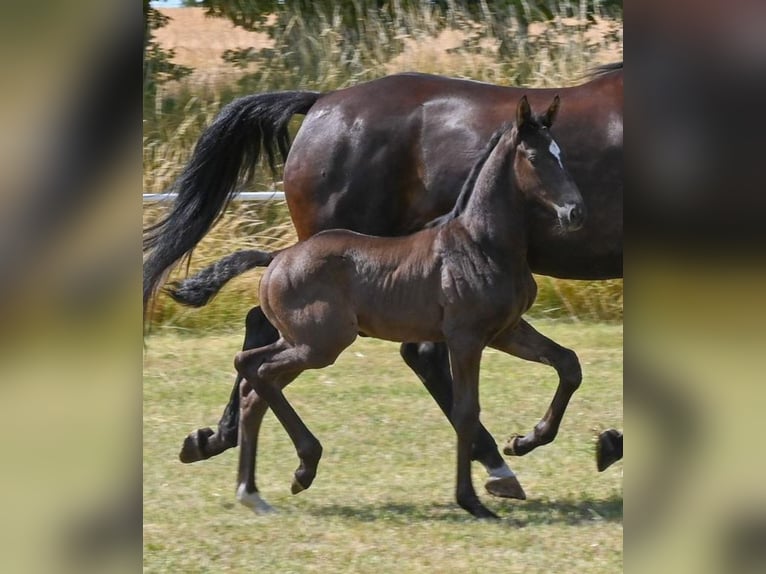 Caballo de deporte alemán Semental  Negro in Sch&#xF6;nebeck (Elbe)