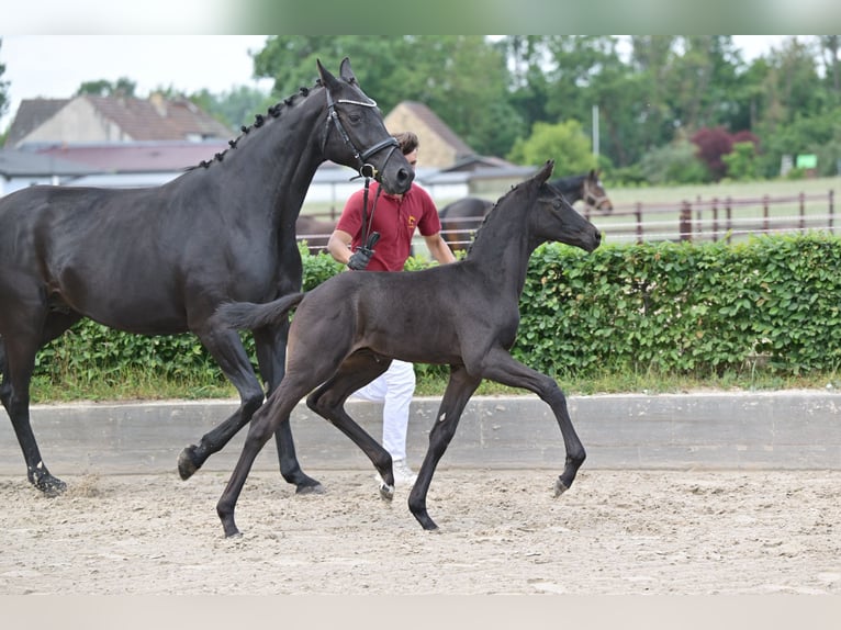 Caballo de deporte alemán Semental  Negro in Sch&#xF6;nwalde-Glien