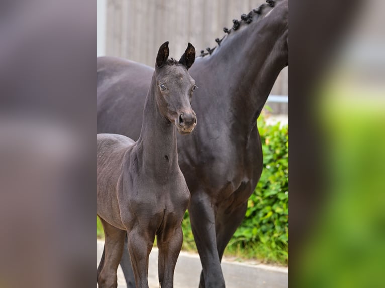Caballo de deporte alemán Semental  Negro in Sch&#xF6;nwalde-Glien
