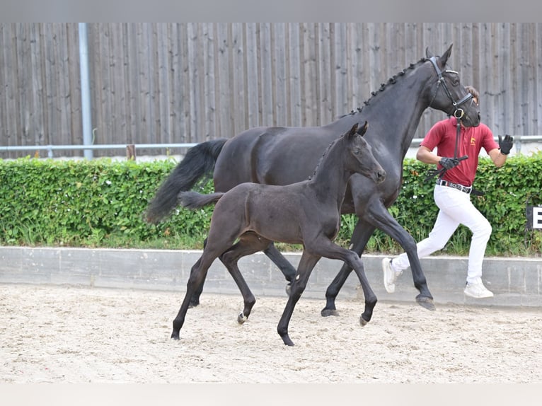 Caballo de deporte alemán Semental  Negro in Sch&#xF6;nwalde-Glien