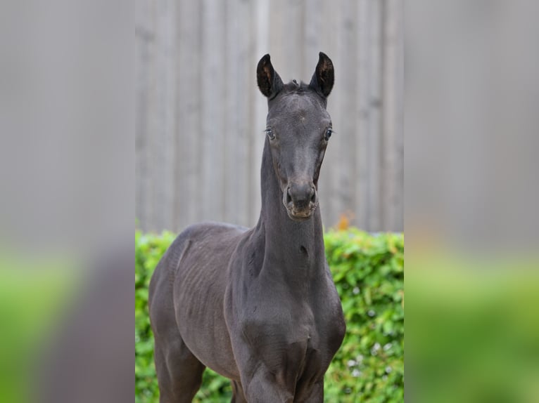 Caballo de deporte alemán Semental  Negro in Sch&#xF6;nwalde-Glien