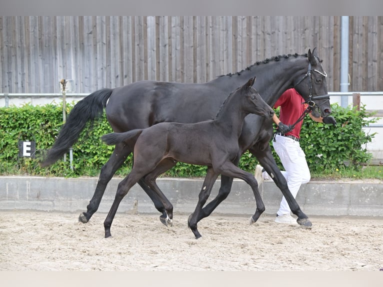 Caballo de deporte alemán Semental  Negro in Sch&#xF6;nwalde-Glien