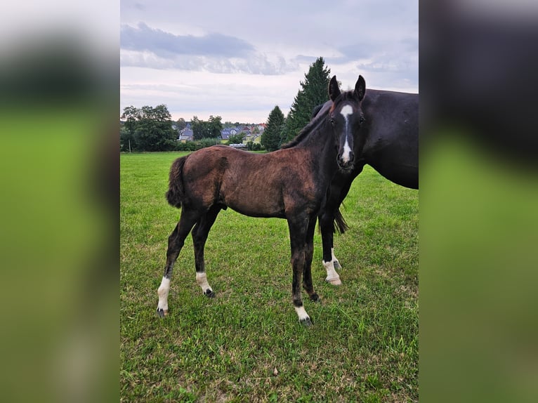Caballo de deporte alemán Semental Potro (06/2025) Negro in Zeulenroda