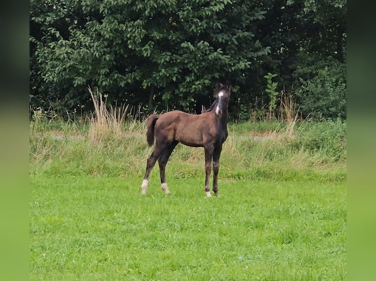Caballo de deporte alemán Semental Potro (06/2025) Negro in Zeulenroda