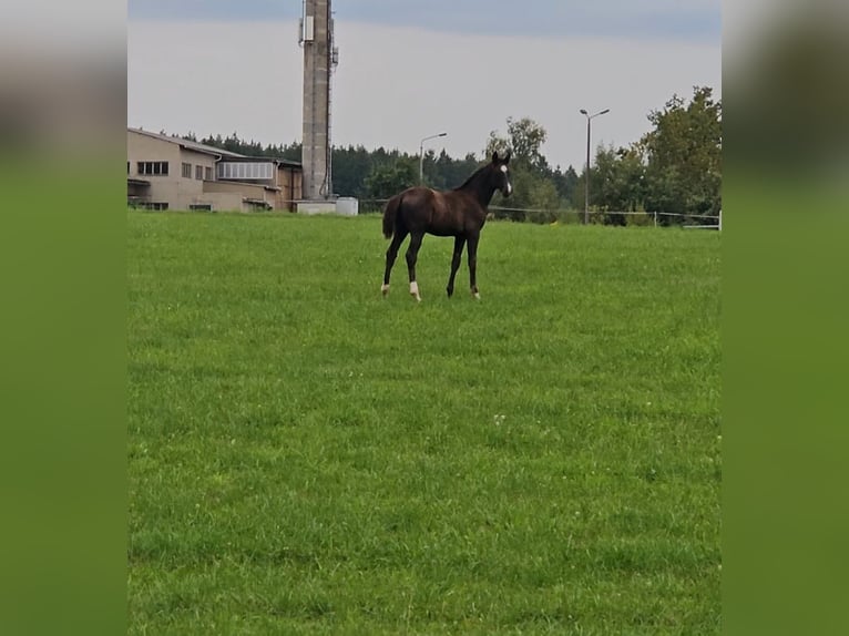 Caballo de deporte alemán Semental Potro (06/2025) Negro in Zeulenroda