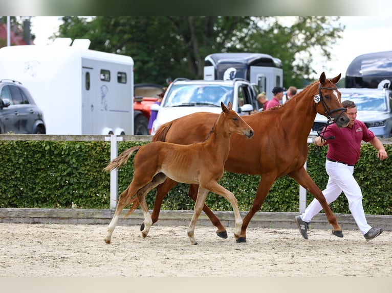 Caballo de deporte alemán Semental Potro (04/2024) Negro in Moritzburg