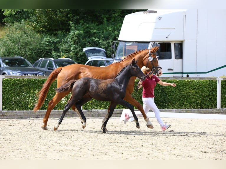 Caballo de deporte alemán Semental Potro (03/2024) Negro in Moritzburg