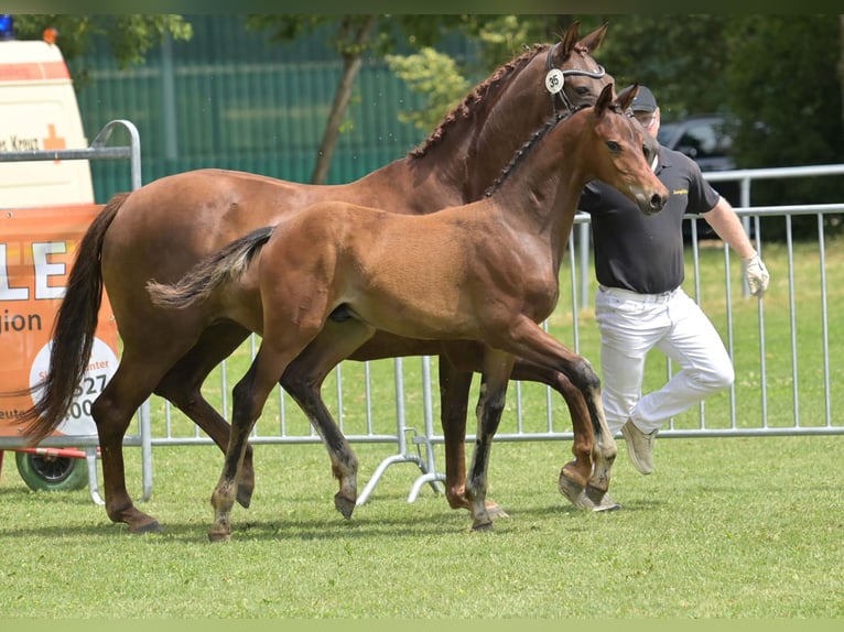 Caballo de deporte alemán Semental Potro (04/2025) Negro in Gomadingen